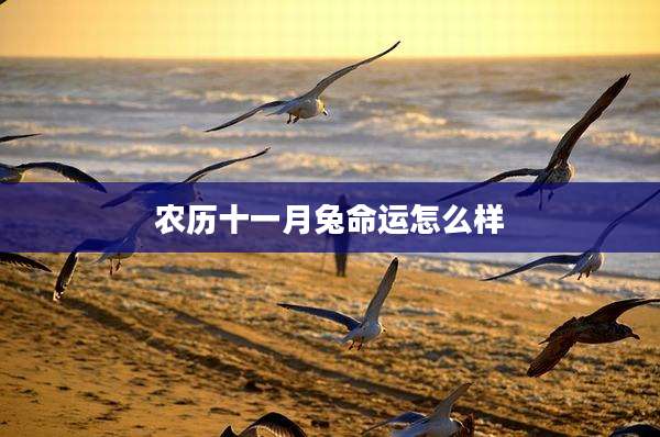 农历十一月兔命运怎么样