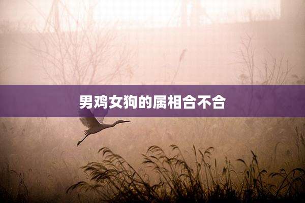 男鸡女狗的属相合不合