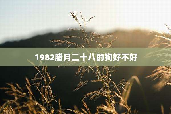1982腊月二十八的狗好不好