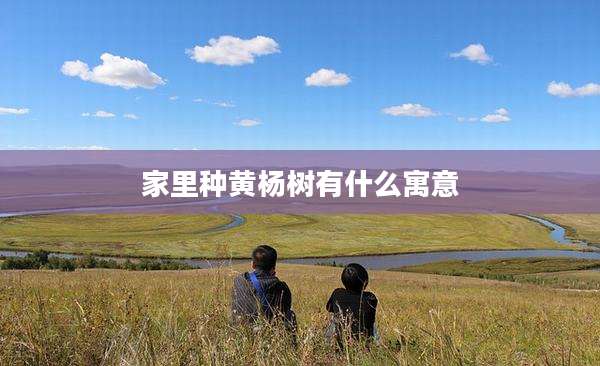 家里种黄杨树有什么寓意
