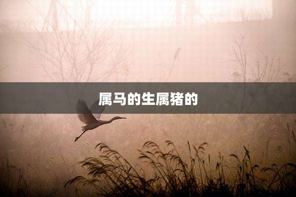 属马的生属猪的
