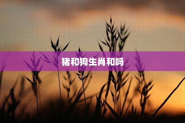猪和狗生肖和吗