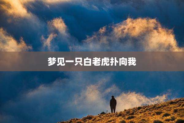 梦见一只白老虎扑向我