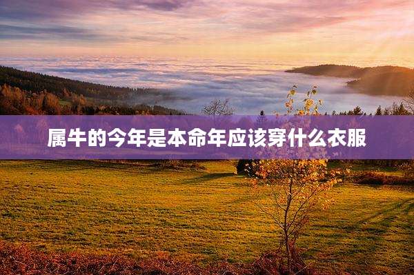 属牛的今年是本命年应该穿什么衣服