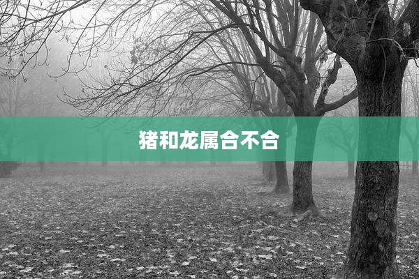 猪和龙属合不合