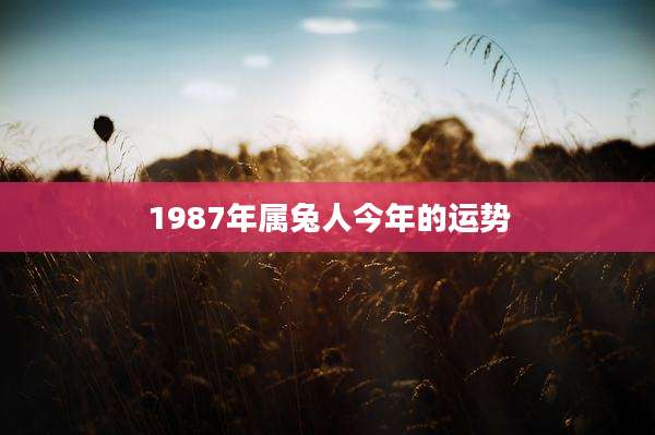 1987年属兔人今年的运势