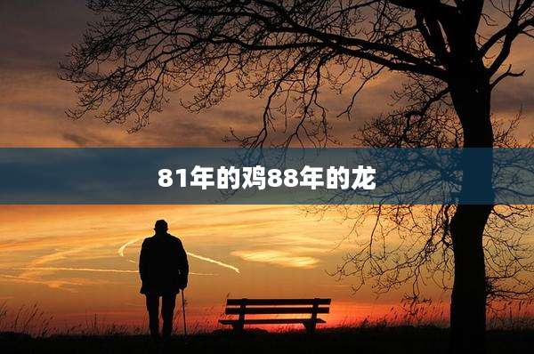 81年的鸡88年的龙