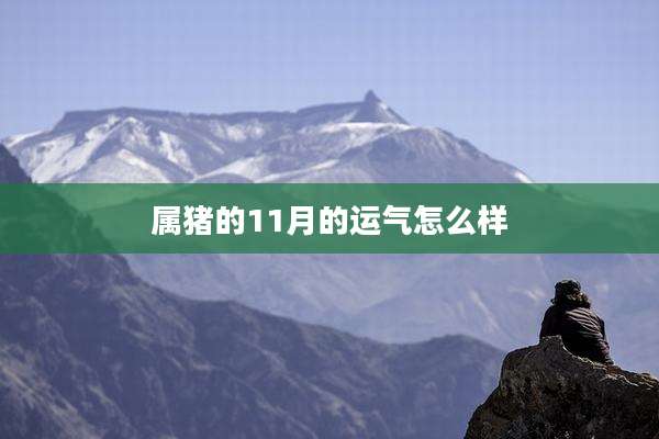 属猪的11月的运气怎么样