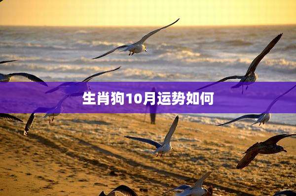 生肖狗10月运势如何