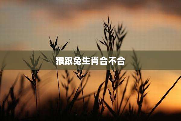 猴跟兔生肖合不合