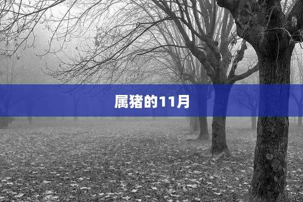属猪的11月