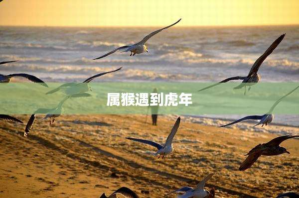 属猴遇到虎年