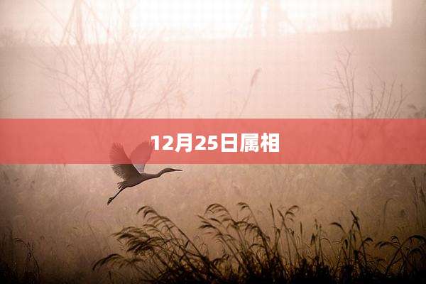 12月25日属相