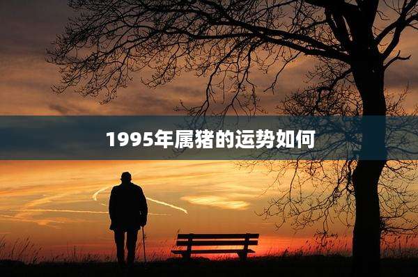 1995年属猪的运势如何