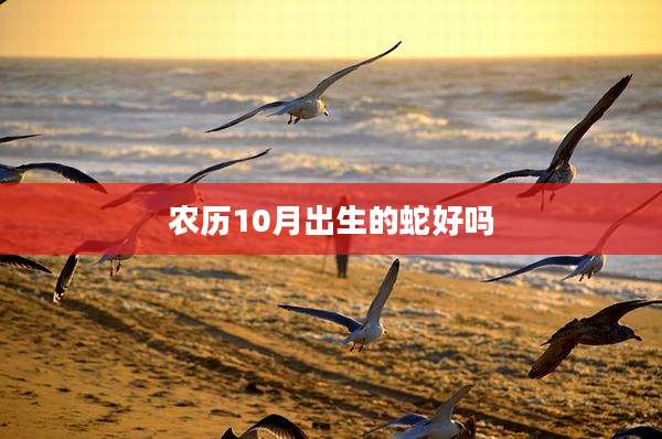 农历10月出生的蛇好吗