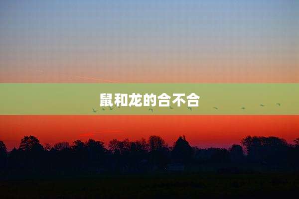 鼠和龙的合不合