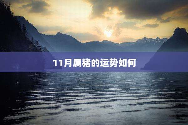 11月属猪的运势如何