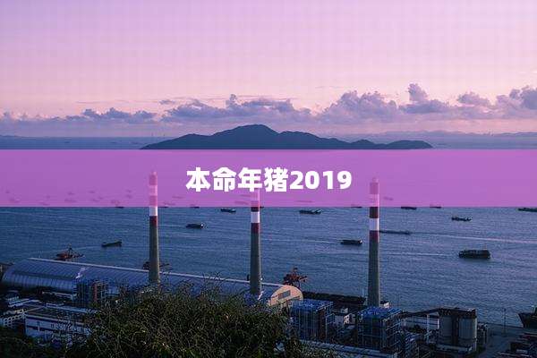 本命年猪2019