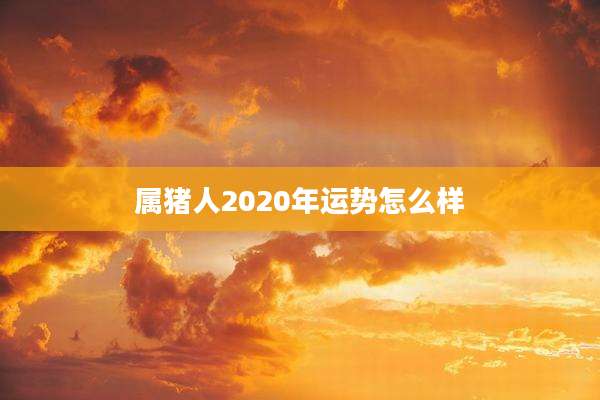 属猪人2020年运势怎么样