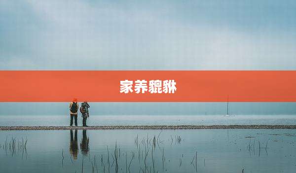 家养貔貅