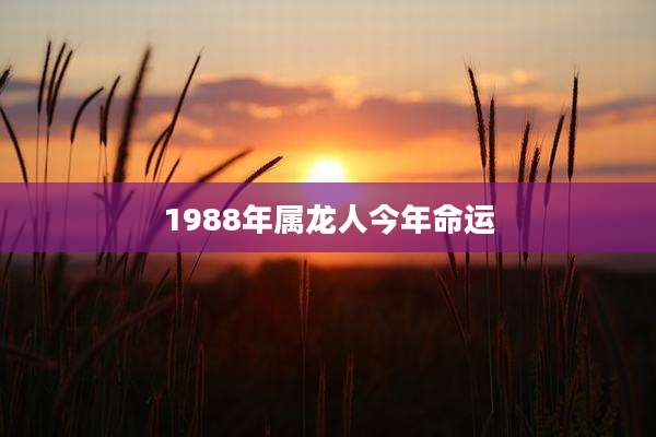 1988年属龙人今年命运