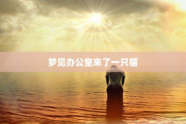 梦见办公室来了一只猫
