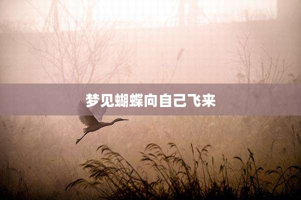 梦见蝴蝶向自己飞来