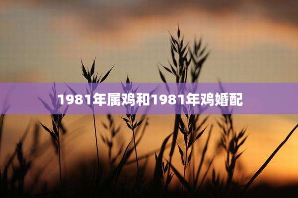 1981年属鸡和1981年鸡婚配