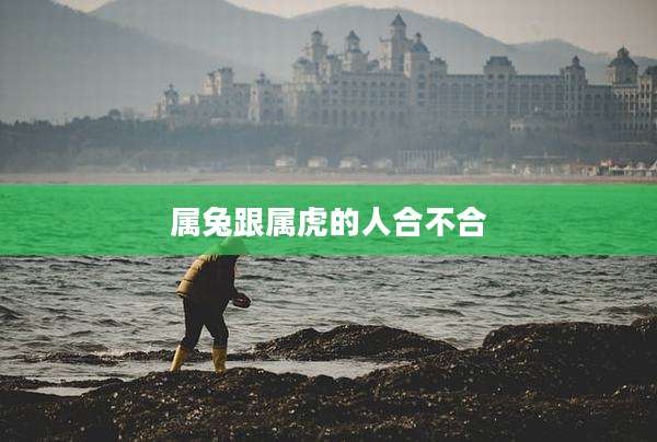 属兔跟属虎的人合不合