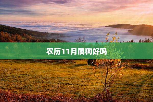农历11月属狗好吗
