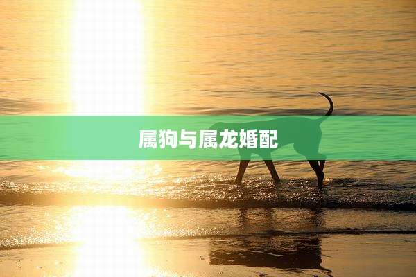 属狗与属龙婚配
