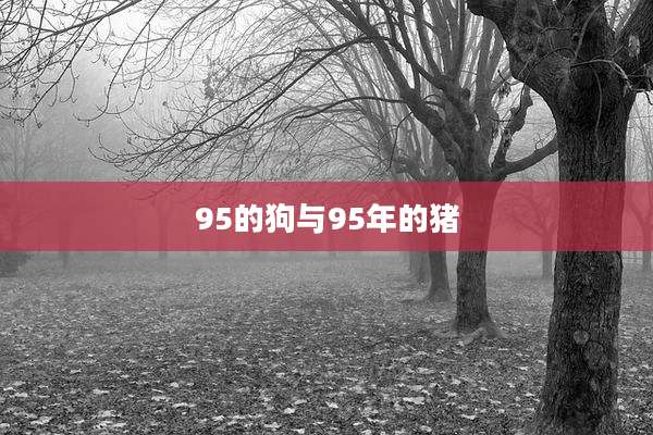 95的狗与95年的猪