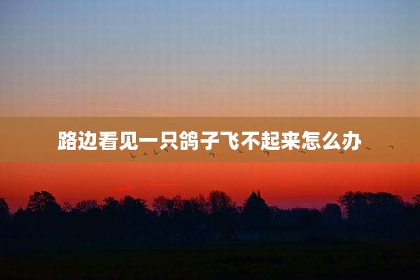 路边看见一只鸽子飞不起来怎么办