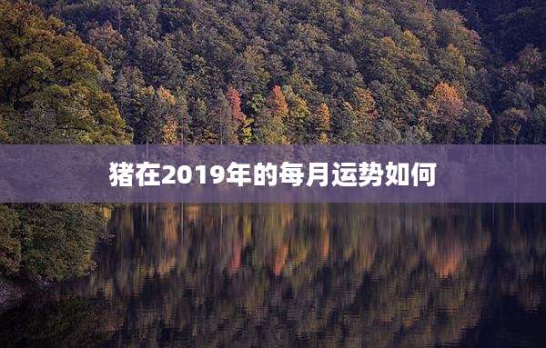 猪在2019年的每月运势如何