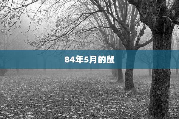 84年5月的鼠