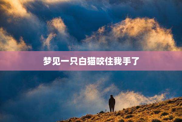 梦见一只白猫咬住我手了