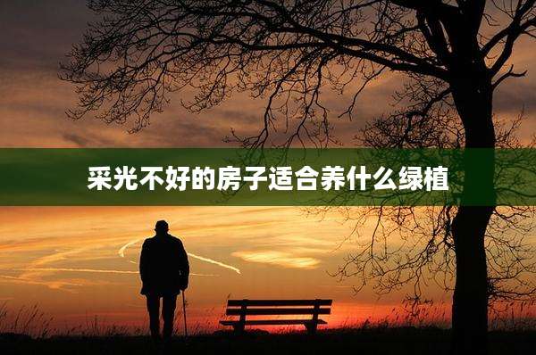 采光不好的房子适合养什么绿植