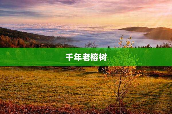 千年老榕树