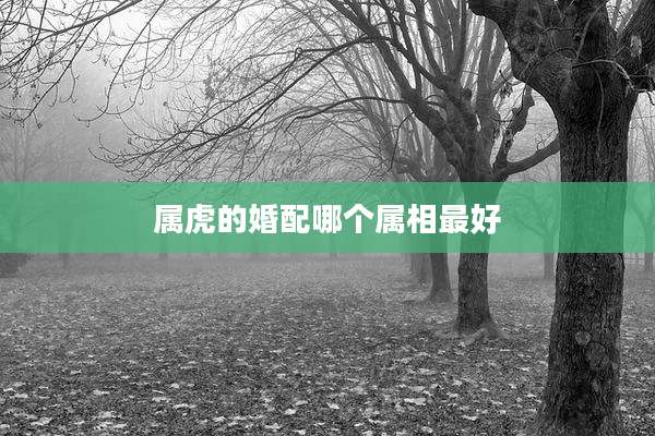 属虎的婚配哪个属相最好