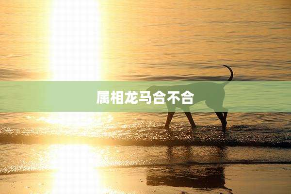 属相龙马合不合