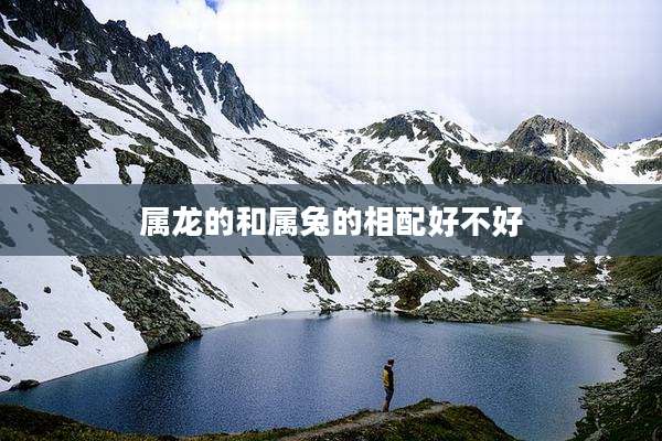 属龙的和属兔的相配好不好