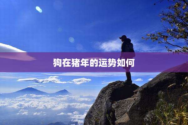 狗在猪年的运势如何
