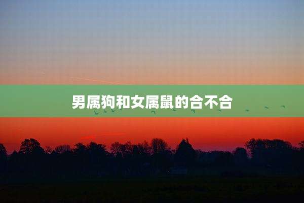 男属狗和女属鼠的合不合