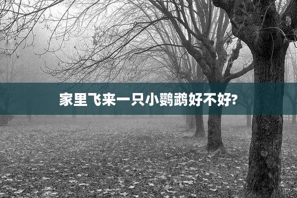 家里飞来一只小鹦鹉好不好?