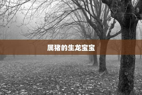 属猪的生龙宝宝