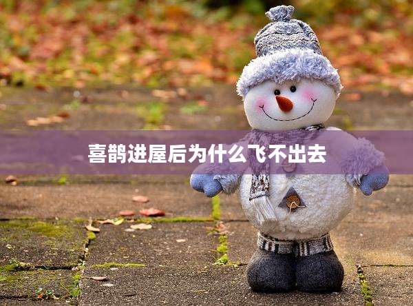 喜鹊进屋后为什么飞不出去