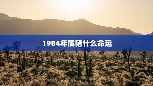 1984年属猪什么命运