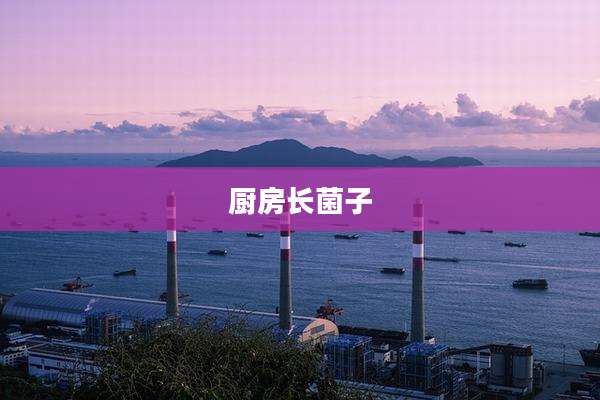 厨房长菌子