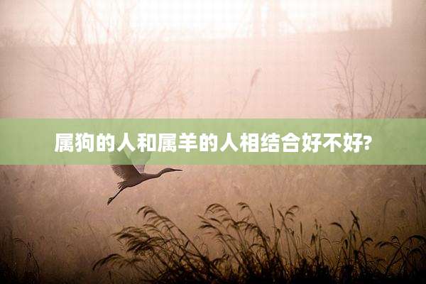 属狗的人和属羊的人相结合好不好?