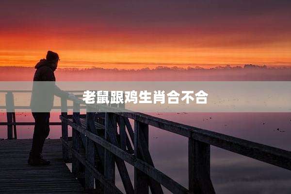 老鼠跟鸡生肖合不合